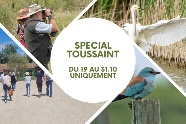 Offre spéciale Toussaint