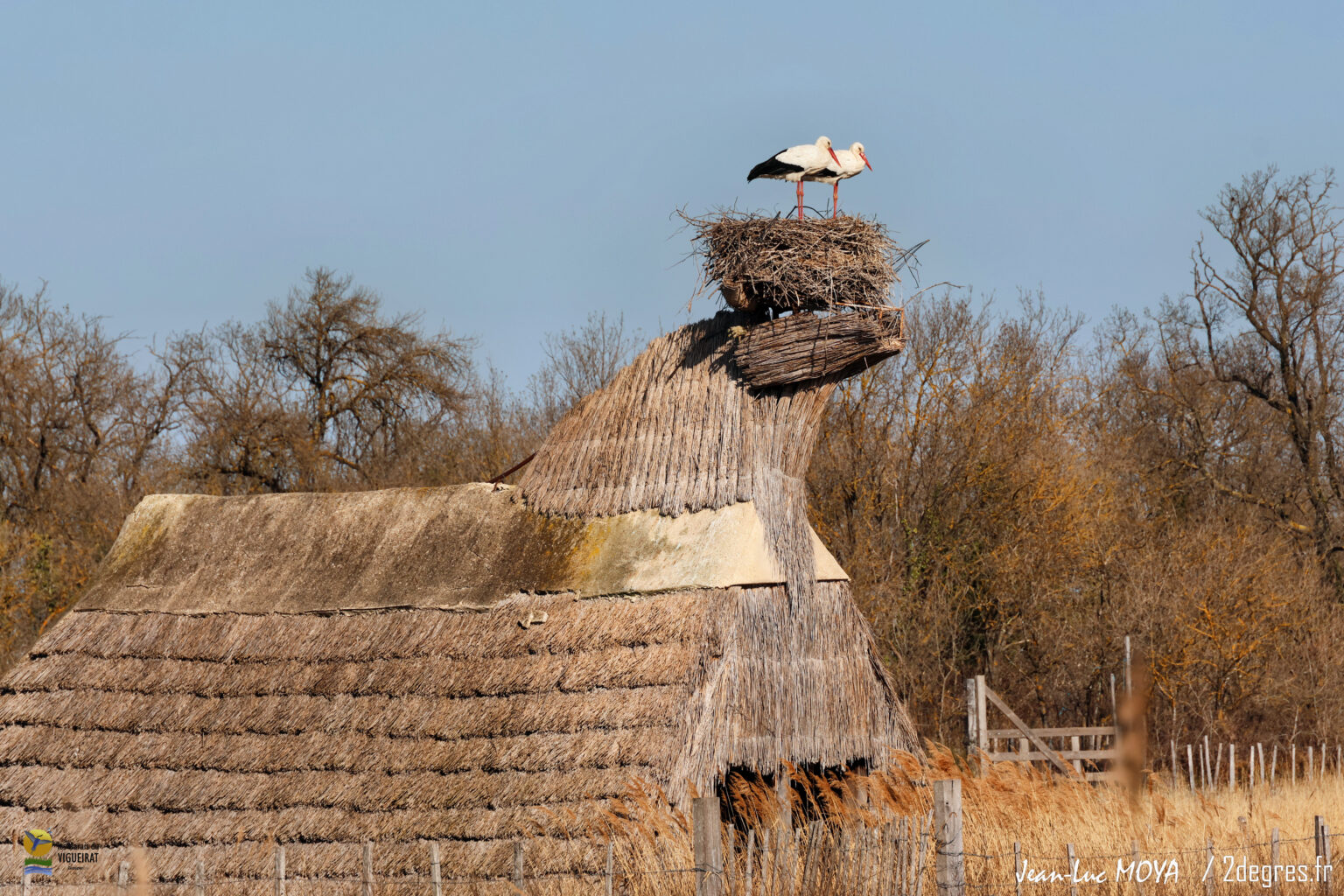 Cigogne 5-1