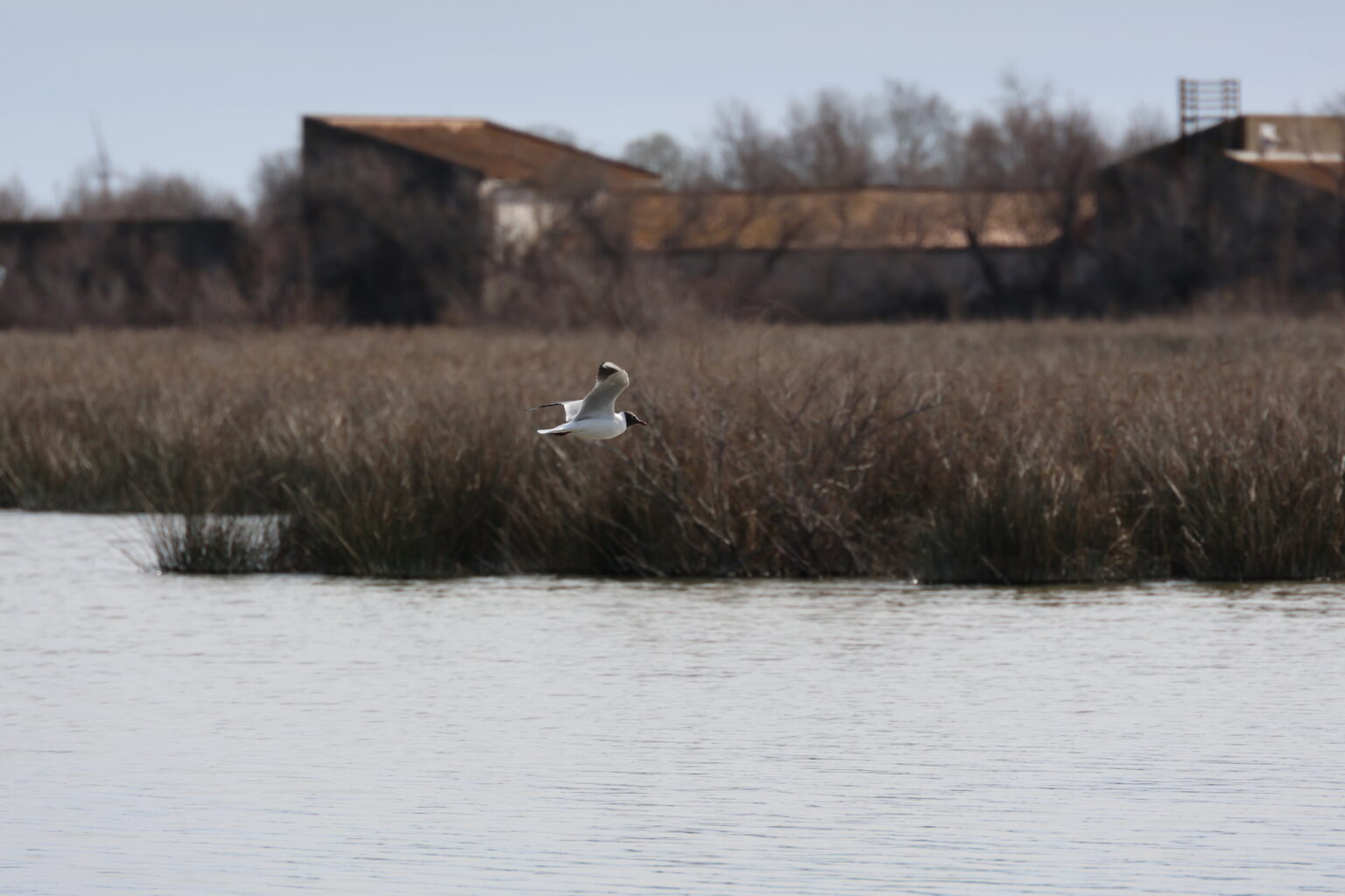 Marais du Vigueirat © J-Luc Moya