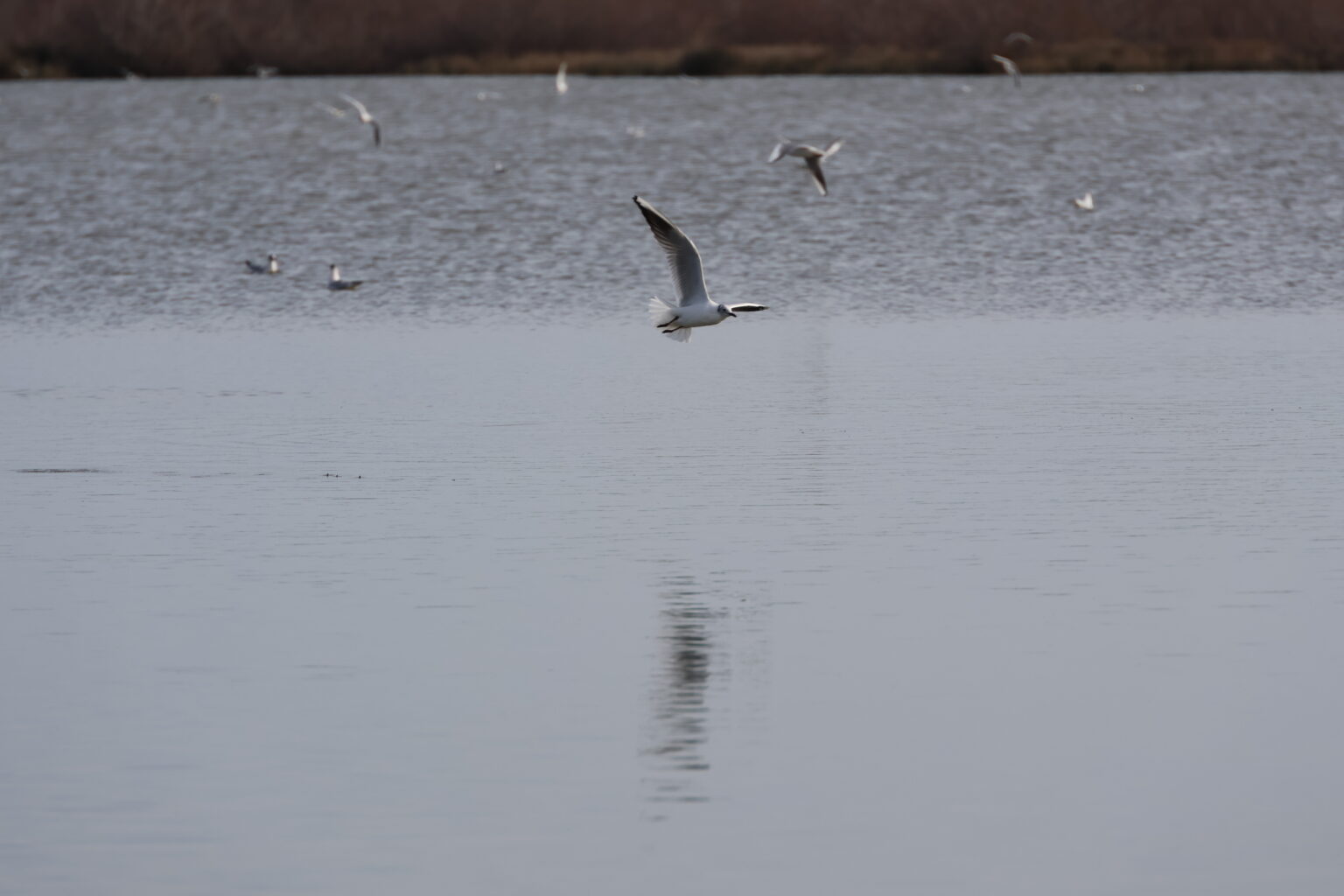 Marais du Vigueirat © J-Luc Moya