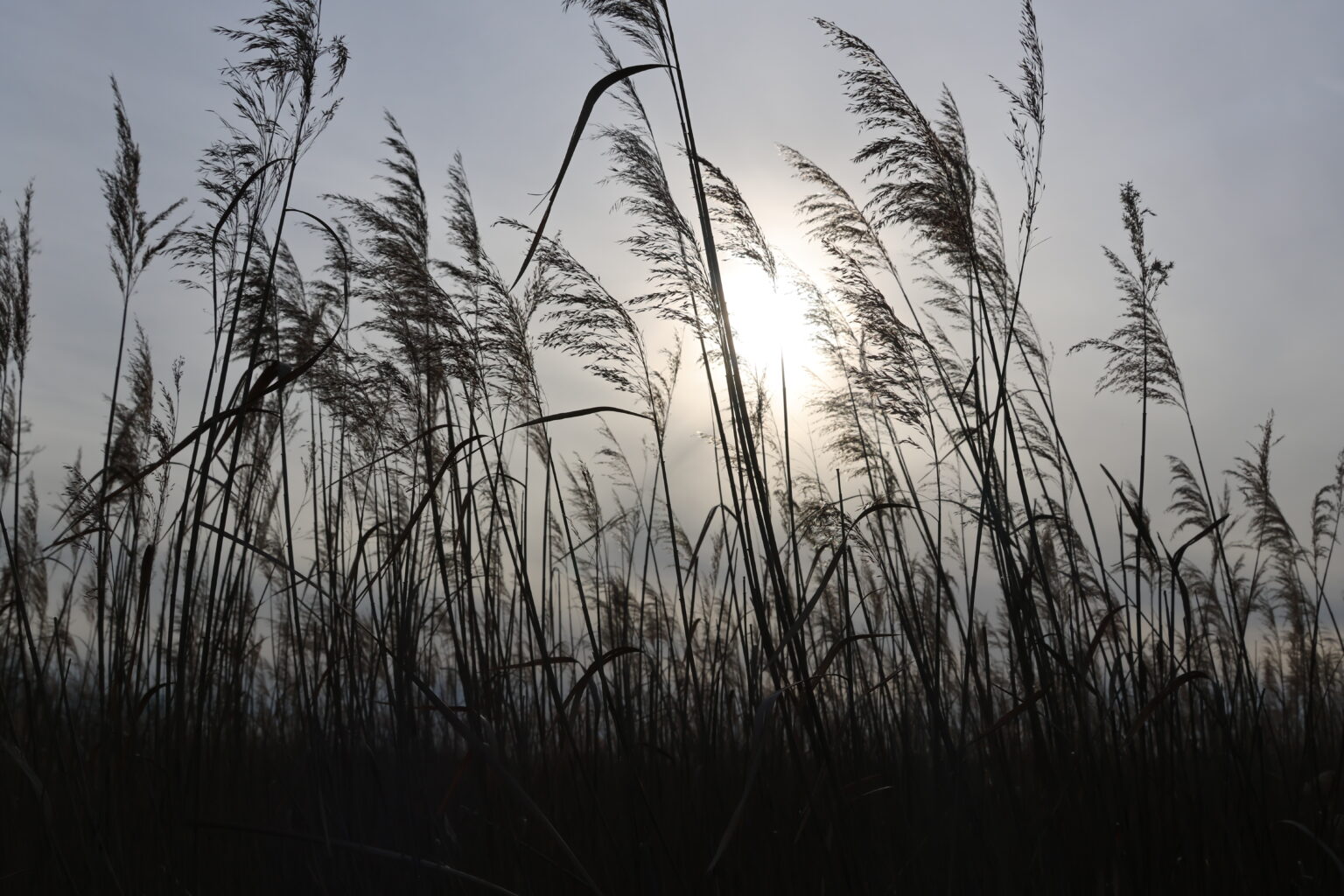 Marais du Vigueirat © J-Luc Moya