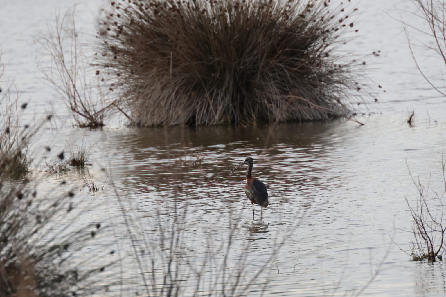 Marais du Vigueirat © J-Luc Moya