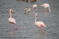 Flamants roses